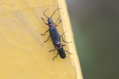 Chauliognathus magellanicus