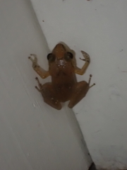 Eleutherodactylus johnstonei