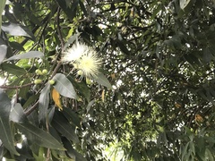 Syzygium jambos