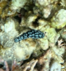 Phyllidiella