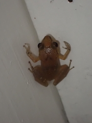 Eleutherodactylus johnstonei