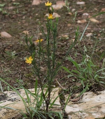 Hypericum drummondii