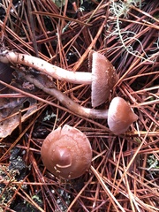 Cortinarius obtusus