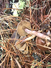 Cortinarius obtusus