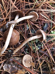 Cortinarius obtusus