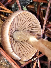 Cortinarius obtusus