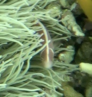 Amphiprion perideraion