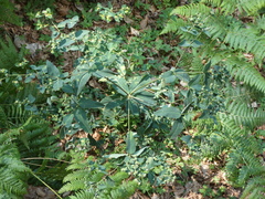 Helioscopia