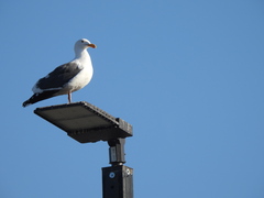 Larus occidentalis