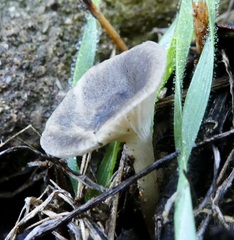 Spodocybe trulliformis