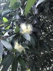 Syzygium jambos