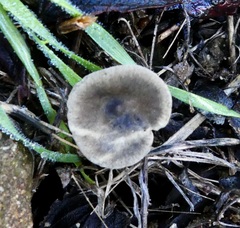 Spodocybe trulliformis