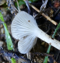 Spodocybe trulliformis