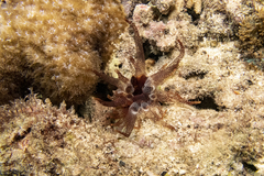 Dofleinia armata