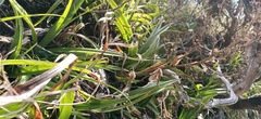 Milligania densiflora