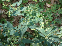Helioscopia
