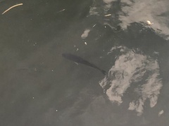 Micropterus floridanus