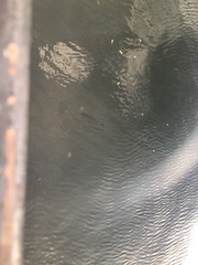 Micropterus floridanus