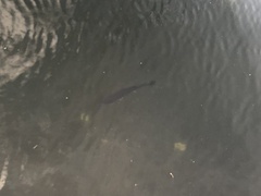 Micropterus floridanus