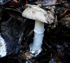 Amanita calyptratoides