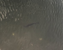 Micropterus floridanus