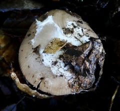Amanita calyptratoides
