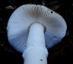 Amanita calyptratoides