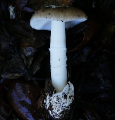 Amanita calyptratoides
