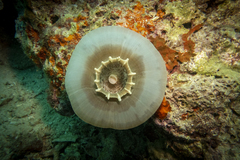Amplexidiscus fenestrafer