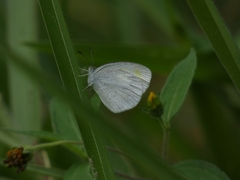 Eurema daira