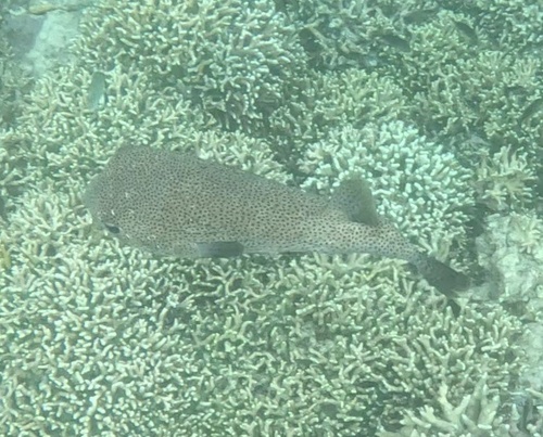 Spotted Porcupinefish (Diodon hystrix)