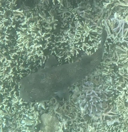 Spotted Porcupinefish (Diodon hystrix)