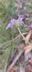 Brachyscome spathulata