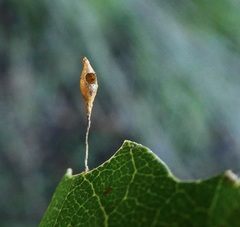 Andricus pedicellatus