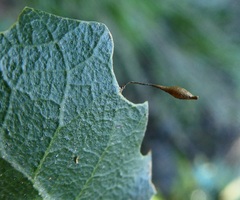 Andricus pedicellatus