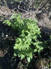 Solanum umbelliferum clokeyi