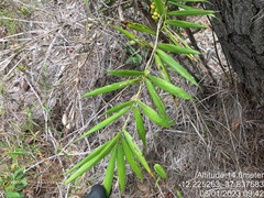 Bactris