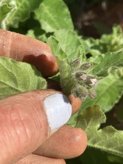 Solanum umbelliferum clokeyi