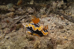 Chromodoris magnifica