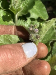 Solanum umbelliferum clokeyi