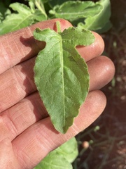 Solanum umbelliferum clokeyi