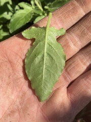 Solanum umbelliferum clokeyi