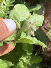 Solanum umbelliferum clokeyi