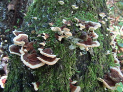 Trametes