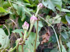 Ipomoea suaveolens