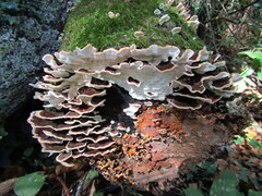 Trametes