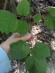 Styrax platanifolius stellatus
