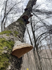 Fomes fomentarius