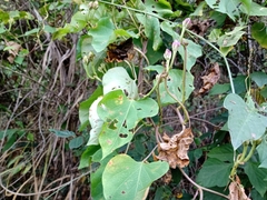 Ipomoea suaveolens