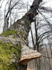 Fomes fomentarius